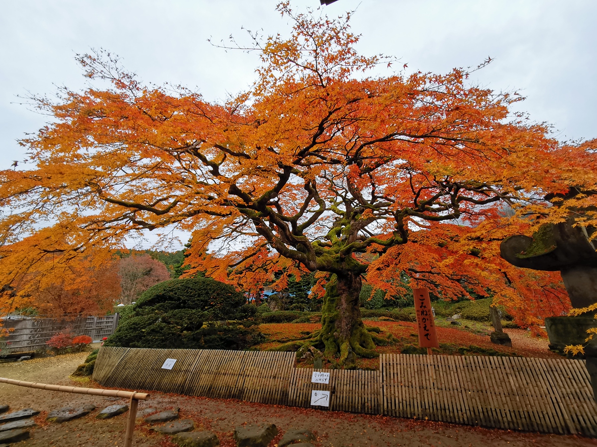 第八番 清泰山 西善寺